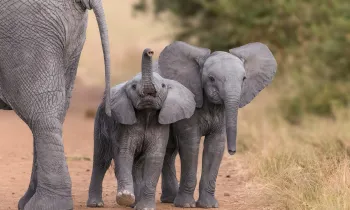 Young elephants walking in the wild