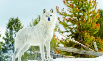 Gray Wolf standing in snow, looking at camera