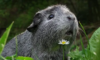 A guinea pig rests in a patch of grass