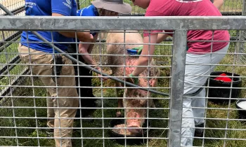Distracting her with favorite foods, sanctuary staff bathe Maggie before applying lotion to treat skin cancer farmed pigs like her often develop