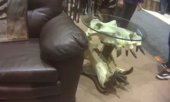 Hippo skull table at the Safari Club International convention