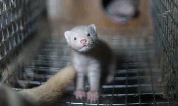 Mink stands in a wire cage 