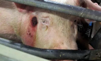 An injured pig crammed into a gestation crate
