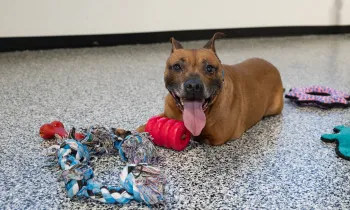 Rescued pit bull type dog with toys