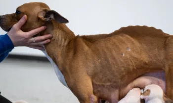 Emaciated mother dog