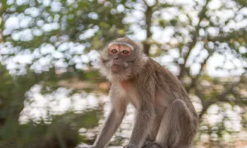 A monkey sits outside