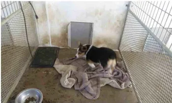 A dog living in a dirty enclosure at a puppy mill