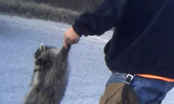 A man holds a dead raccoon