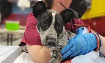 A dog is examined during a medical exam