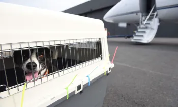 Dog in crate near airplane