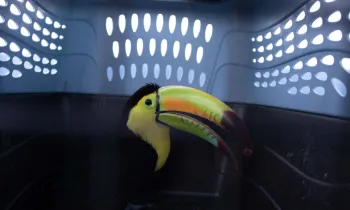 A toucan in an animal carrier