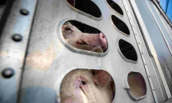Two pigs confined in a small side