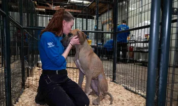 A person hugs a dog at a temporary shelter