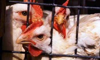 Chickens in a cage
