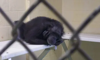 A chimpanzee in a cage