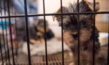 NC Puppy Mill Rescue