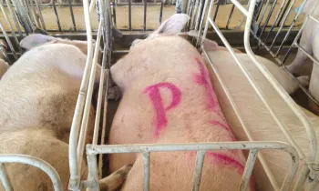 Pigs confined in cramped conditions at a breeding facility
