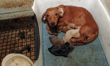 Mother dog huddles along side puppies in puppy mill