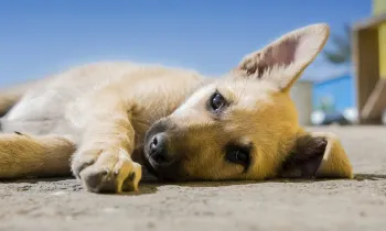 A dog laying down on the street
