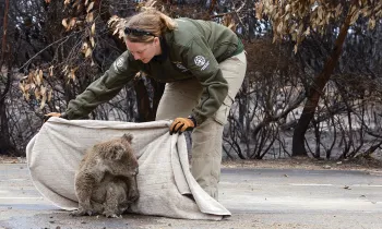 Kelly reaches down to safely pick up a koala.