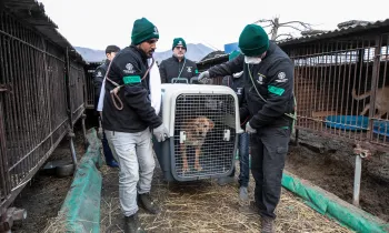 The HSI Animal Rescue Team rescues a dog at a dog meat farm in Asan, South Korea
