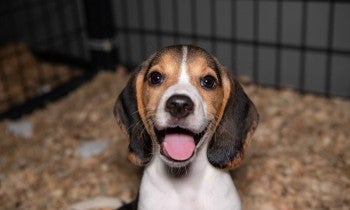 A puppy standing in an enclosure 
