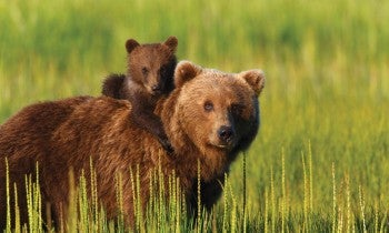 A bear cub rides atop an adult bear in the wild
