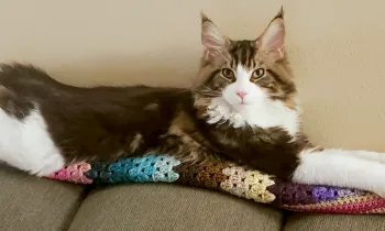 Gnocchi, a maine coon cat, is contentedly stretched out on a couch