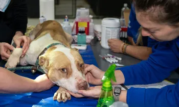HSUS staff attend to a dog rescued from an alleged dogfighting operation