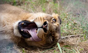A lioness rolls around in her enclosure