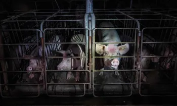 Pigs confined in cramped spaces