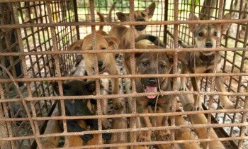 Puppies in a cage at a dog fattening facility