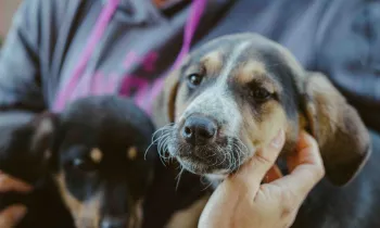 A person holds a dog