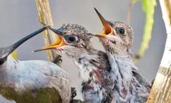 Hummingbird feeds her babies