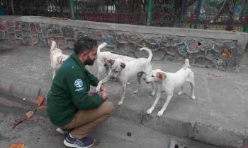 A man greets a group of dogs on the street