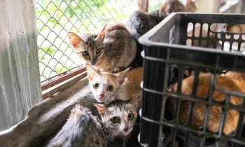 A group of cats await rescue at a fattening farm