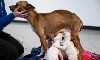 Woman petting mother dog and puppies