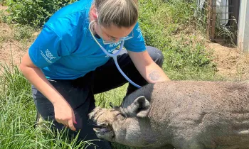 A woman uses a stethoscope to listen to a pig's heart rate