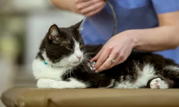 A sick looking cat being seen by a vet.