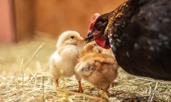 Closeup of a hen caring for her small chicks.