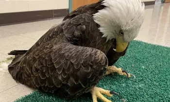 Bald eagle suffering from lead poisoning