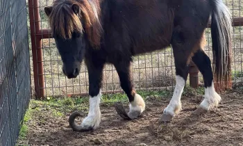 Mini horse with curled hooves