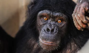 A chimp stares into the camera