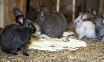 A group of rabbits in the home of an overwhelmed caregiver