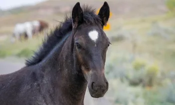 Cute Young Foal Wild Horse of the Badlands