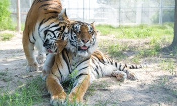 tiger