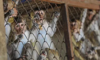 A group of macaques in a cage at a breeding facility