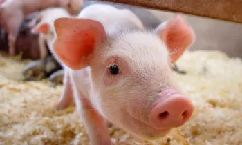 A pig stares into the camera