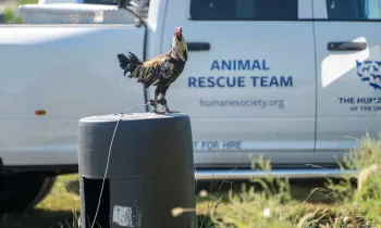 A rooster stands atop a barrel