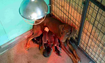 A mother dog with a litter of nursing puppies